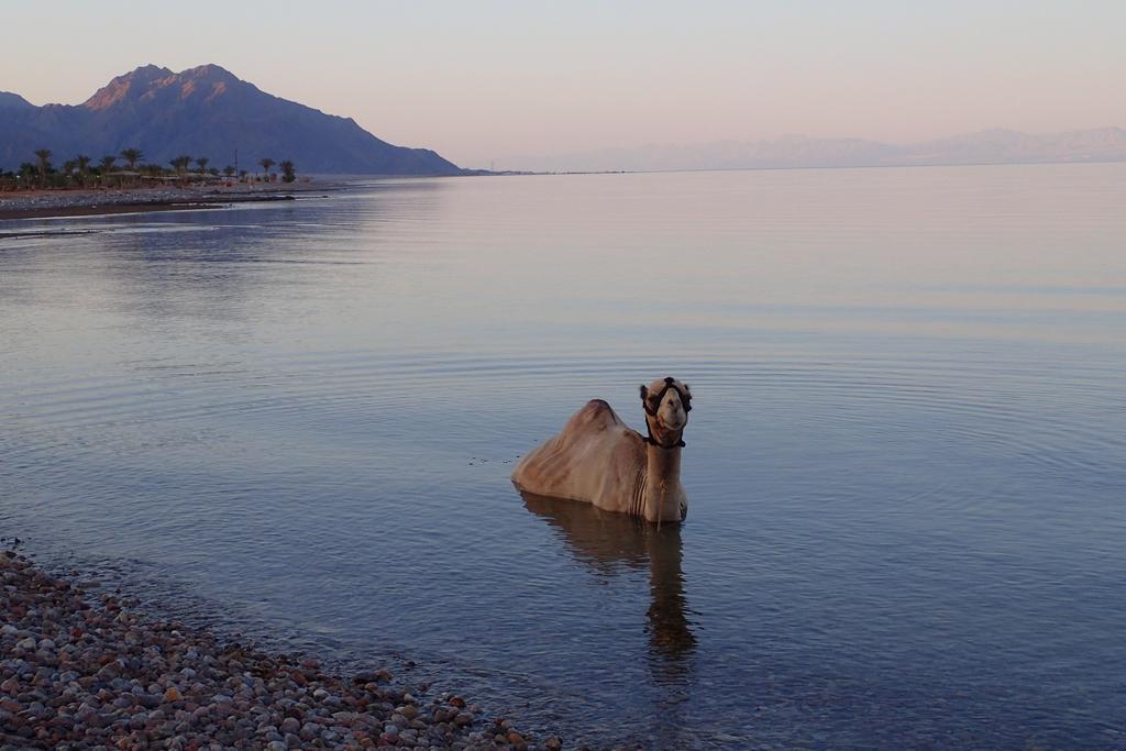 Bedouin Star Hotel Taba Kültér fotó