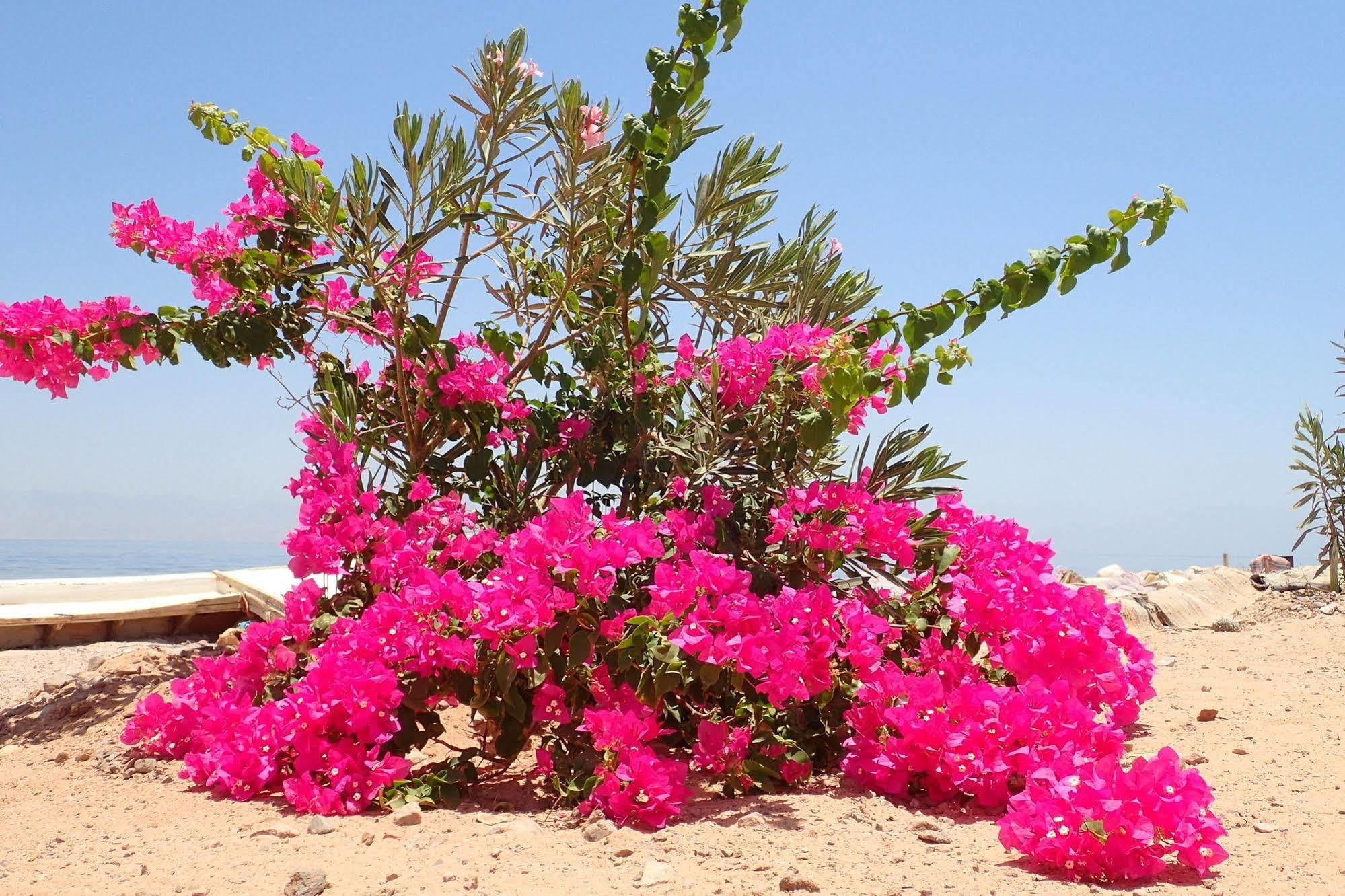 Bedouin Star Hotel Taba Kültér fotó
